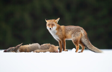Red foxes colonised the North American continent in two waves: during or before the Illinoian glaciation, and during the Wisconsinan glaciation