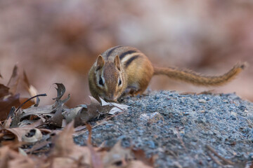 eastern chipmunk (Tamias striatus) in autumn