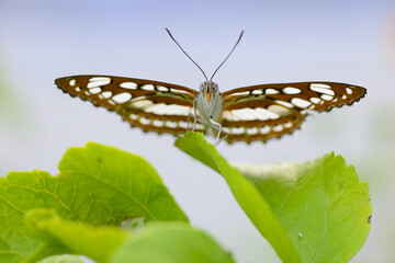 Obraz na płótnie Canvas Tropical butterfly sitting on green leaf a
