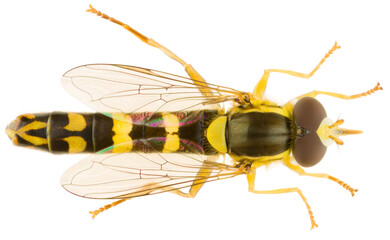 Sphaerophoria scripta, the long hoverfly, is a species of hoverfly belonging to the family...