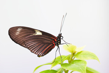 --Tropical colorful butterfly resting on a leaf