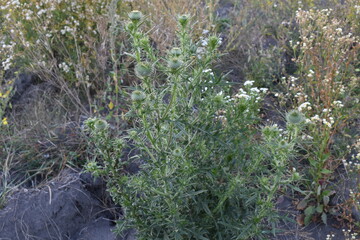 green plant