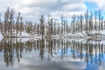 forest with heavy snow reflection on Lake