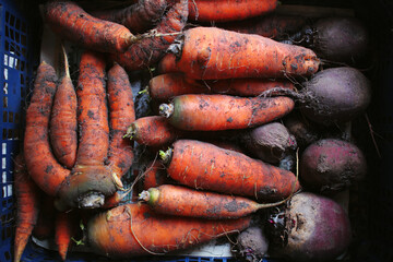 Fresh, organic farm vegetables from the ground: carrots and beets