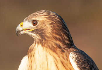 Red Tail looking right