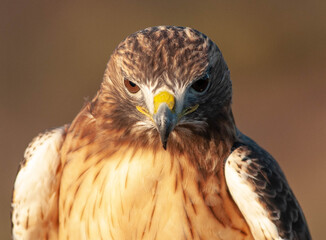 Red Tail looking at you!