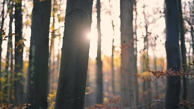 Sonnenschein bricht hinter einem Baumstamm hervor