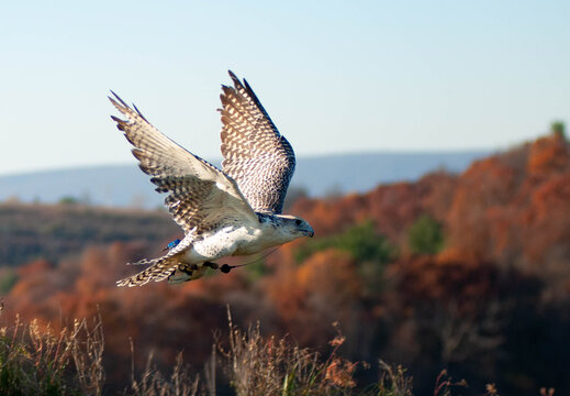 Falcon In Flight