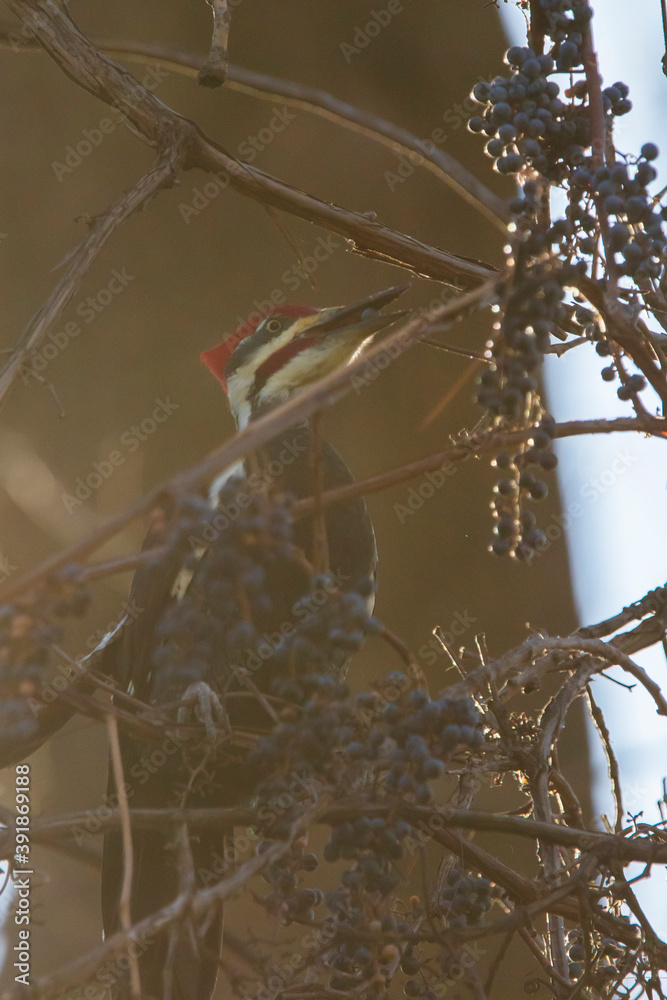 Poster Male pileated woodpecker (Dryocopus pileatus) autumn eating grapes 