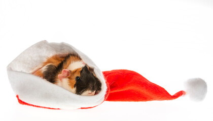 cute little guinea pig in santa cap