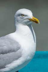 A Close Up Of A Seagull Looking Away From The Camera