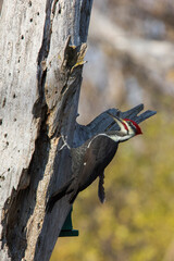 Male pileated woodpecker (Dryocopus pileatus) autumn