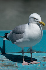A Close Up Of A Seagull Looking Away From The Camera