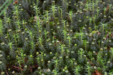 Dorodne mchy na torfowisku © Ewa