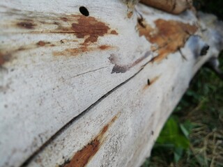 Falling tree in the old forest 