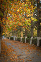 Naklejka premium autumn in the park