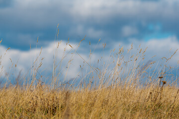 Low angle view dry golden autumn grass straws glowing in bright sunshine against cloudy moody blue sky