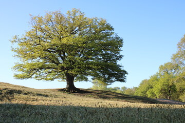 Baum Emsland