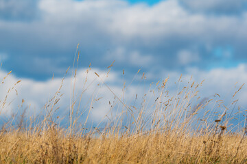Low angle view dry golden autumn grass straws glowing in bright sunshine against cloudy moody blue sky