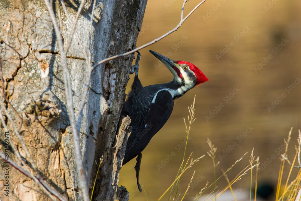 Sticker Male pileated woodpecker (Dryocopus pileatus) autumn