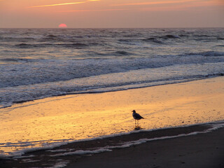 Ocean sunset with seagull on the beach.