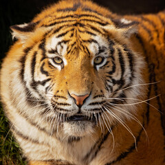 Fototapeta na wymiar he Bengal tiger is a tiger from a specific population of the Panthera tigris tigris subspecies that is native to the Indian subcontinent