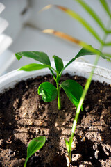 small green sprout of a tangerine tree growing in a flower pot, close-up