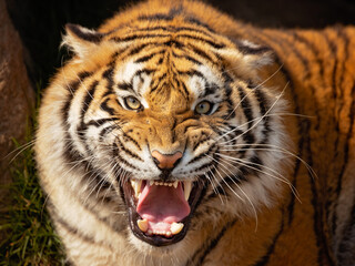 he Bengal tiger is a tiger from a specific population of the Panthera tigris tigris subspecies that...