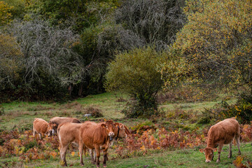 Mata de Hoz , municipio de Valdeolea , Cantabria, Spain