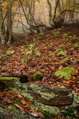 Pardomino Forest, Picos de Europa Regional Park, Bo&ntilde;ar, Castilla-Leon, Spain