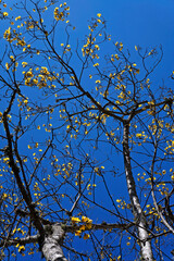 Yellow flowers on tree (Cochlospermum vitifolium)