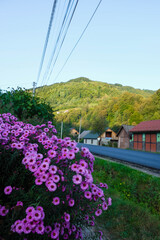 Decorative alpine aster on the background of a mountain village in Ukraine. Vertical image. 