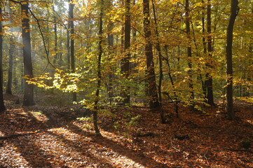 Słoneczny jesienny las