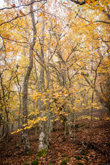 Pardomino Forest, Picos de Europa Regional Park, Boñar, Castilla-Leon, Spain