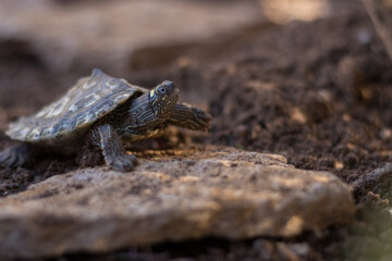 Tortuga semiacuática en libertad en plena naturaleza