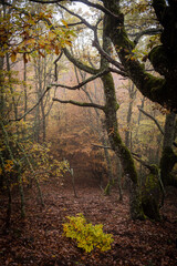 Pardomino Forest, Picos de Europa Regional Park, Boñar, Castilla-Leon, Spain