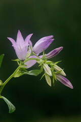 Photo of wild flowers bellflower