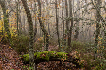 Obraz premium Pardomino Forest, Picos de Europa Regional Park, Boñar, Castilla-Leon, Spain
