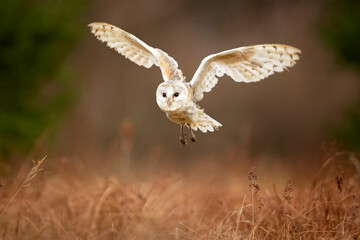 The barn owl (Tyto alba) is the most widely distributed species of owl in the world and one of the most widespread of all species of birds.