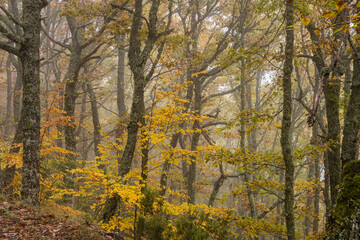Fototapeta na wymiar Pardomino Forest, Picos de Europa Regional Park, Boñar, Castilla-Leon, Spain