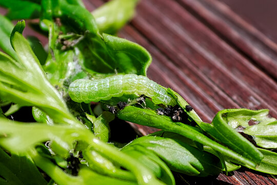 Raupenkot Bilder Durchsuchen 278 Archivfotos, und