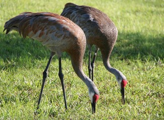 Cranes relax in Florida
