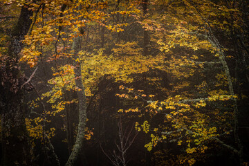 Pardomino Forest, Picos de Europa Regional Park, Boñar, Castilla-Leon, Spain