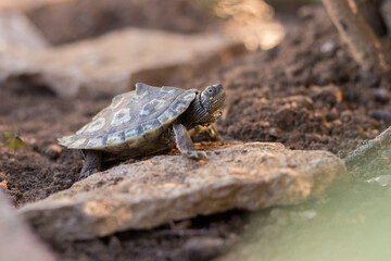 Tortuga semiacuática en libertad en plena naturaleza