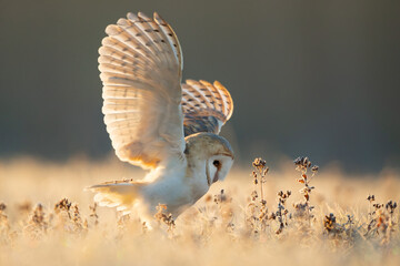 The barn owl (Tyto alba) is the most widely distributed species of owl in the world and one of the most widespread of all species of birds.