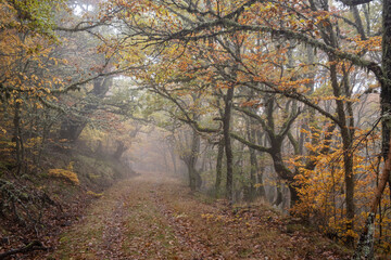 Pardomino Forest, Picos de Europa Regional Park, Boñar, Castilla-Leon, Spain