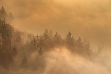 Foggy forest during the golden hour