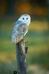 The barn owl (Tyto alba) is the most widely distributed species of owl in the world and one of the most widespread of all species of birds.