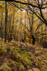 Pardomino Forest, Picos de Europa Regional Park, Boñar, Castilla-Leon, Spain
