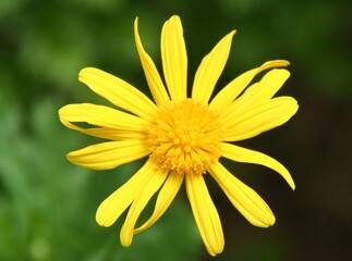Obraz premium Bright daisy